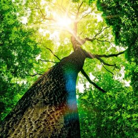 AdobeStock_41730698 Bestattungen Lupp - Bestattung im Friedwald