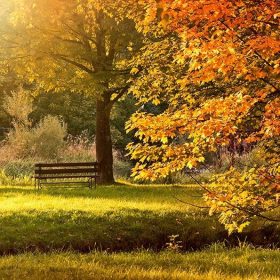 lupp-anonyme-bestattung Bestattungen Lupp - Anonyme Bestattung in Bexbach