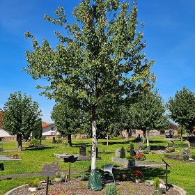 Urnenbaumbestattung Friedhof Bexbach – Bestattungen Lupp